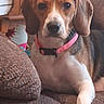 dog, beagle, pet, indoor, couch, brown_couch, collar, pink_collar, animal, canine, relaxed, looking_at_camera, furniture, closeup, paw, ears, snout, domestic_animal, companion, cute