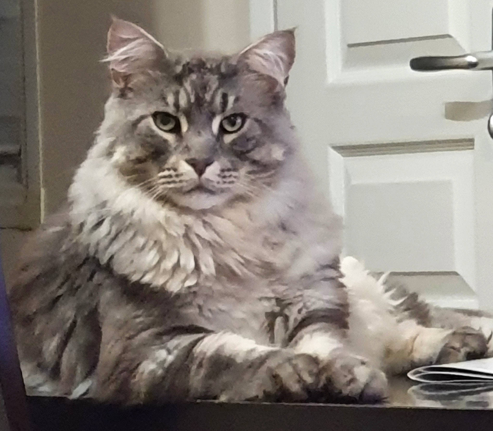 Newton a rejoint le concours — aidez-le/la à gagner de superbes lots ! british_semi_longhair, carnivore, cat, domestic_long_haired_cat, door_handle, facial_expression, felidae, flat_panel_display, fur, maine_coon, plate, sitting, small_to_medium_sized_cats, snout, vertebrate, whiskers