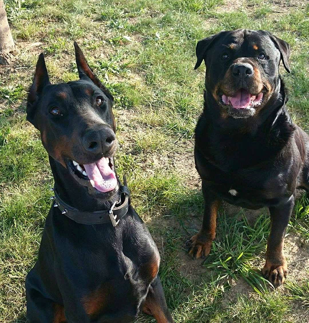 Grant'S a rejoint le concours — aidez-le/la à gagner de superbes lots ! canidae, carnivore, collar, companion_dog, dog, dog_breed, dog_collar, fawn, jaw, mammal, neck, organ, organism, pet_supply, skin, snout, sporting_group, vertebrate, whiskers, working_animal