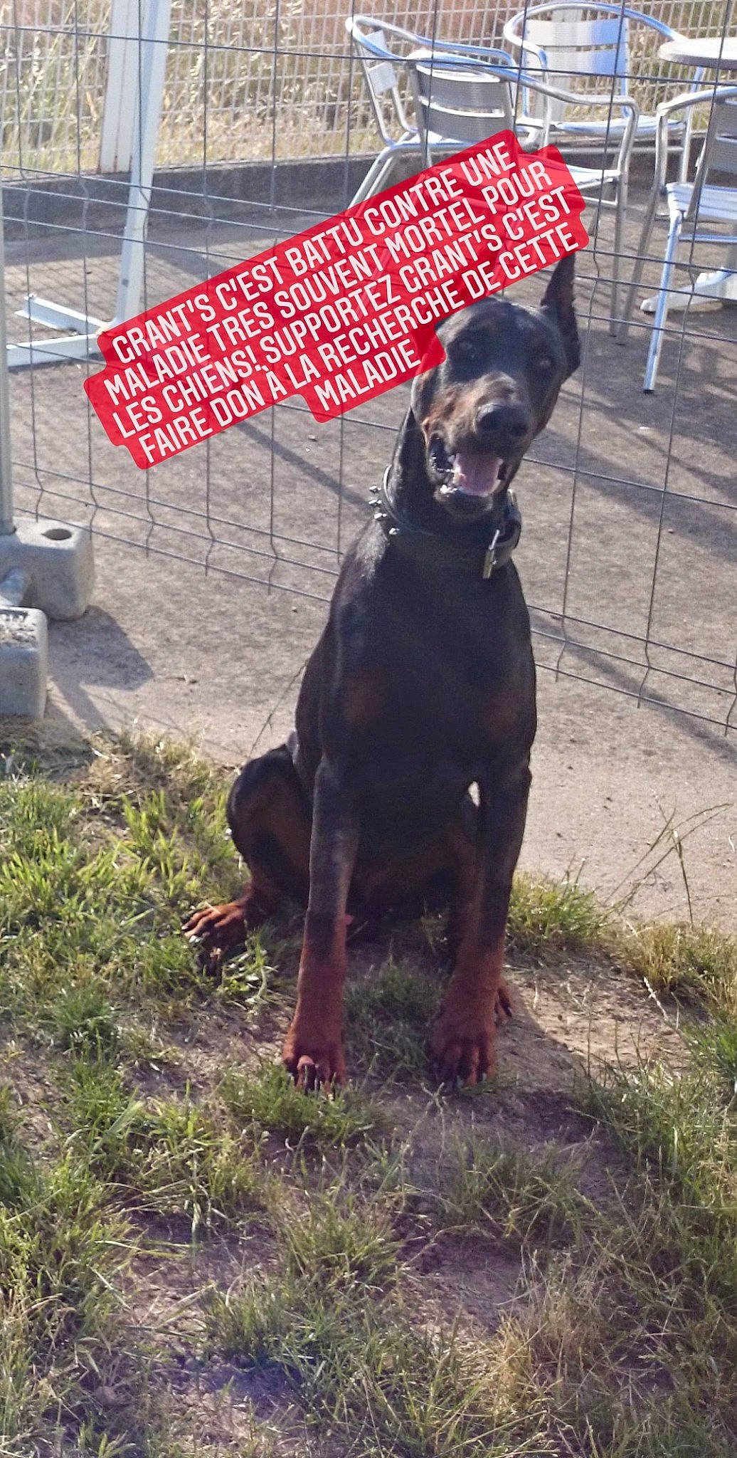 Grant'S a rejoint le concours — aidez-le/la à gagner de superbes lots ! canidae, carnivore, collar, companion_dog, dog, dog_breed, dog_collar, dog_supply, guard_dog, hunting_dog, liver, pet_supply, snout, sporting_group, tail, terrestrial_animal, umbrella, vertebrate, working_animal, working_dog