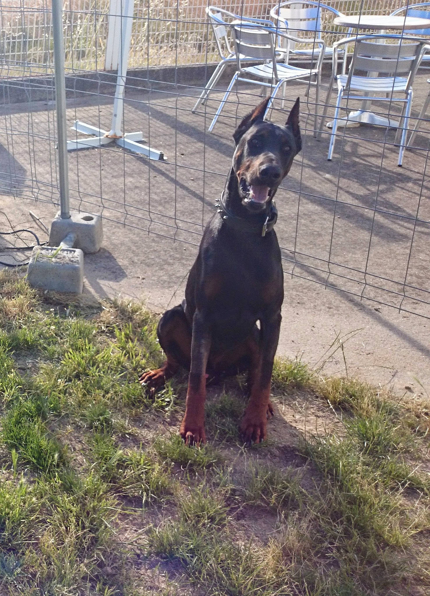 Grant'S participe au concours pour gagner de l'argent avec cette photo : animal_shelter, cage, canidae, carnivore, collar, companion_dog, dog, dog_breed, guard_dog, hunting_dog, mammal, mesh, outdoor_furniture, pet_supply, snout, sporting_group, tail, wire_fencing, working_animal, working_dog