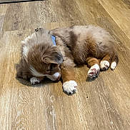 Woody participe au concours pour gagner de l'argent avec cette photo : puppy, dog, sleeping, floor, wood_floor, brown, white_paws, blue_collar, pet, indoor, cute, fur, animal, young, adorable, resting, canine, domestic, laying_down, cozy