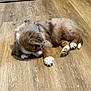 puppy, dog, sleeping, floor, wood_floor, brown, white_paws, blue_collar, pet, indoor, cute, fur, animal, young, adorable, resting, canine, domestic, laying_down, cozy