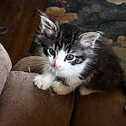 Charles is registered to the contest to win money with this photo: animal, blue_eyes, cat, claw, closeup, couch, curious, cute, feline, fur, fuzzy, indoor, kitten, paw, pet, playful, small, tabby, whiskers, young