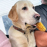 Sage is registered to the contest to win money with this photo: animal, beige, closeup, clothing, collar, corn_cob, dog, face, fur, head, human_arm, indoors, labrador, mouth, person, pet, sitting, texture, whiskers, window