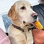 animal, beige, closeup, clothing, collar, corn_cob, dog, face, fur, head, human_arm, indoors, labrador, mouth, person, pet, sitting, texture, whiskers, window