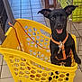 dog, black_dog, yellow_basket, plastic_basket, orange_harness, indoor, tile_floor, pet, animal, happy, standing, ears_up, leash, cage, metal_rack, shopping_cart, playful, cute, domestic_animal, looking_at_camera
