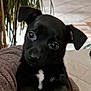 puppy, dog, black_dog, pet, cute, indoor, blanket, fur, animal, young_dog, face, ears, eyes, snout, cozy, portrait, mammal, cuddle, home, plant