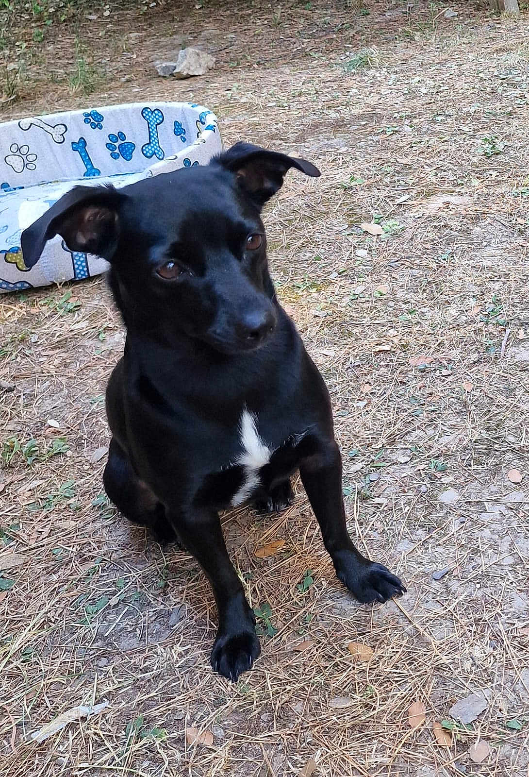 Margot a rejoint le concours — aidez-le/la à gagner de superbes lots ! dog, black_dog, pet, outdoor, animal, sitting, dog_bed, pine_needles, leaves, nature, curious, attentive, white_patch, ears, snout, paws, ground, daylight, backyard, cute