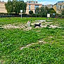 dog, dogs, grass, park, play, running, outdoor, greenery, trees, buildings, fence, daylight, nature, animal, pet, leash, collar, field, sky, urban