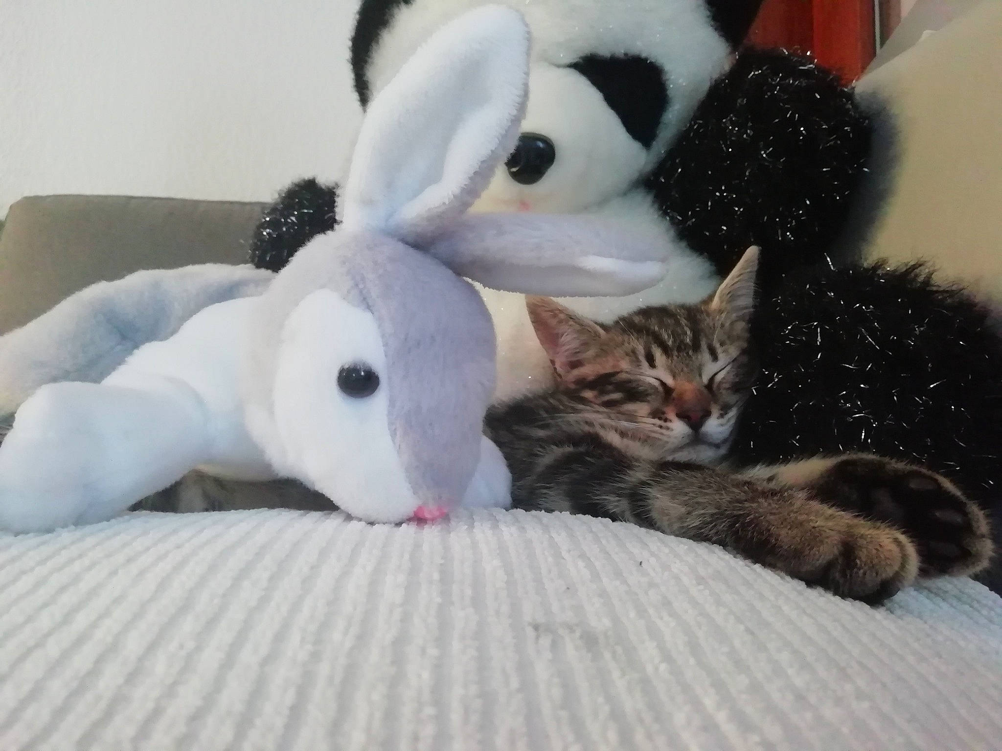 Fluffy a rejoint le concours — aidez-le/la à gagner de superbes lots ! bed, cat, comfort, domestic_rabbit, ear, fawn, felidae, fur, grey, hare, mammal, rabbit, rabbits_and_hares, small_to_medium_sized_cats, snout, stuffed_toy, tail, textile, toy, whiskers