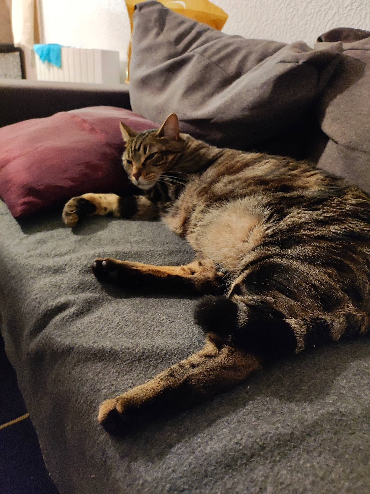 Fluffy participe au concours pour gagner de l'argent avec cette photo : bed, carnivore, cat, claw, comfort, domestic_short_haired_cat, felidae, flooring, fur, grey, linens, mammal, room, sitting, small_to_medium_sized_cats, tail, textile, vertebrate, whiskers, wood