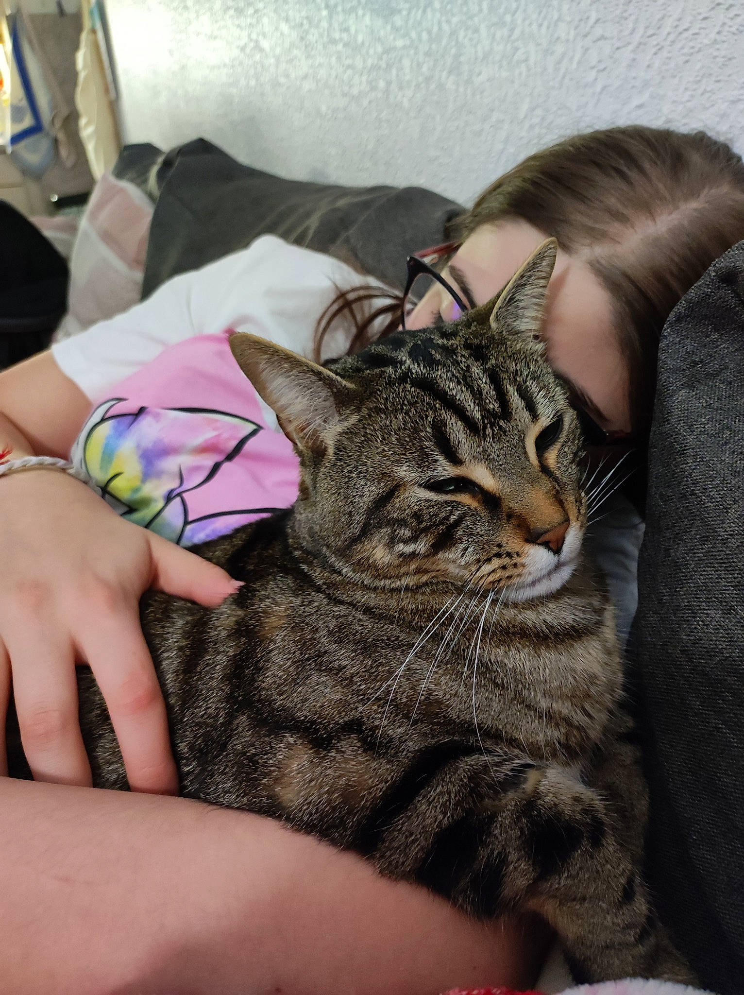 Fluffy a rejoint le concours — aidez-le/la à gagner de superbes lots ! carnivore, cat, claw, comfort, domestic_short_haired_cat, ear, felidae, fur, gesture, grey, linens, nail, paw, pillow, sitting, small_to_medium_sized_cats, whiskers, wrist