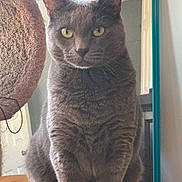 Ash is registered to the contest to win money with this photo: cat, gray_cat, yellow_eyes, indoor, table, mirror, furniture, pet, animal, closeup, portrait, whiskers, ears, paws, wood, reflection, domestic, cozy, curious, sitting