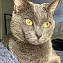 Ash joined the competition — help win amazing prizes! cat, gray_cat, yellow_eyes, close_up, pet, feline, whiskers, indoor, soft_texture, relaxed, portrait, animal, cute, fur, mammal, domestic_animal, resting, face, ears, calm
