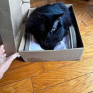 Skarlett is registered to the contest to win money with this photo: black_cat, cat, cardboard_box, wooden_floor, hand, pet, domestic_animal, feline, indoor, resting, green_eyes, fur, cute, animal, box, cozy, home, comfort, relaxed, closeup