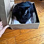 black_cat, cat, cardboard_box, wooden_floor, hand, pet, domestic_animal, feline, indoor, resting, green_eyes, fur, cute, animal, box, cozy, home, comfort, relaxed, closeup
