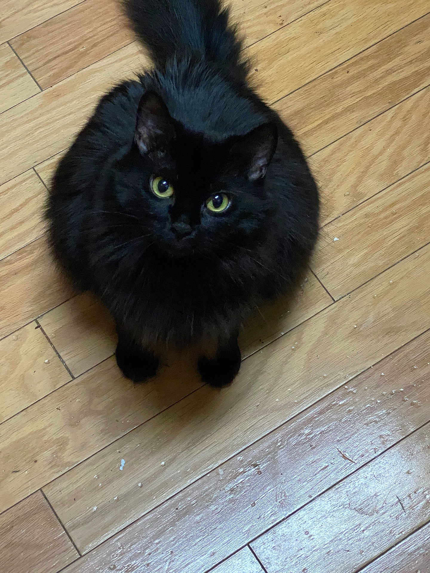 Skarlett is registered to the contest to win money with this photo: cat, black_cat, pet, animal, feline, fluffy, wooden_floor, indoor, looking_up, curious, tail, whiskers, ears, eyes, fur, cute, domestic_cat, sitting, flooring, house