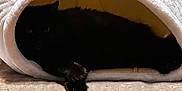 Skarlett joined the competition — help win amazing prizes! cat, black_cat, pet, animal, indoor, cozy, plush_bed, cave_bed, resting, sleeping, feline, paw, soft_texture, beige, fabric, cute, relaxed, home, comfort, shadows