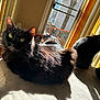 Skarlett joined the competition — help win amazing prizes! cat, black_cat, indoor, sunlight, window, vertical_blinds, furniture, pet, animal, domestic, two_cats, curious, relaxed, shadow, daylight, home, cozy, looking, sitting, fur