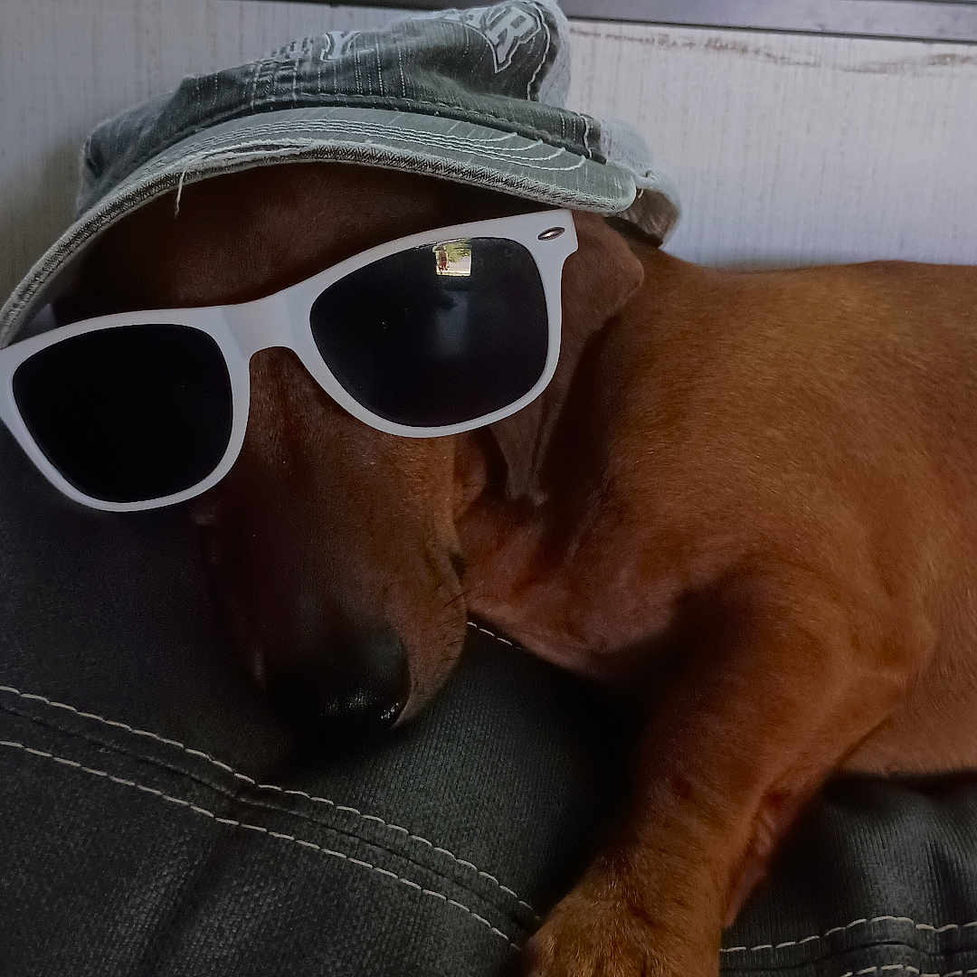 Otis is registered to the contest to win money with this photo: accessories, adult, animal, bodypart, canine, clothing, couch, dog, finger, furniture, glasses, goggles, hat, hound, male, man, person, pet, puppy, sunglasses