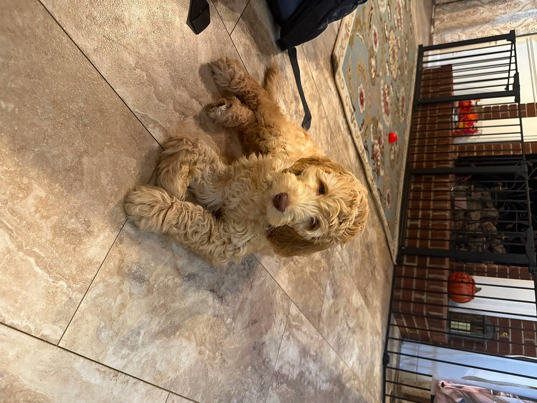 Griffin is registered to the contest to win money with this photo: animal_shelter, art, big_cats, building, canidae, carnivore, companion_dog, dog, dog_breed, facade, fawn, felidae, flooring, fur, sculpture, snout, sporting_group, street_dog, terrestrial_animal, wood