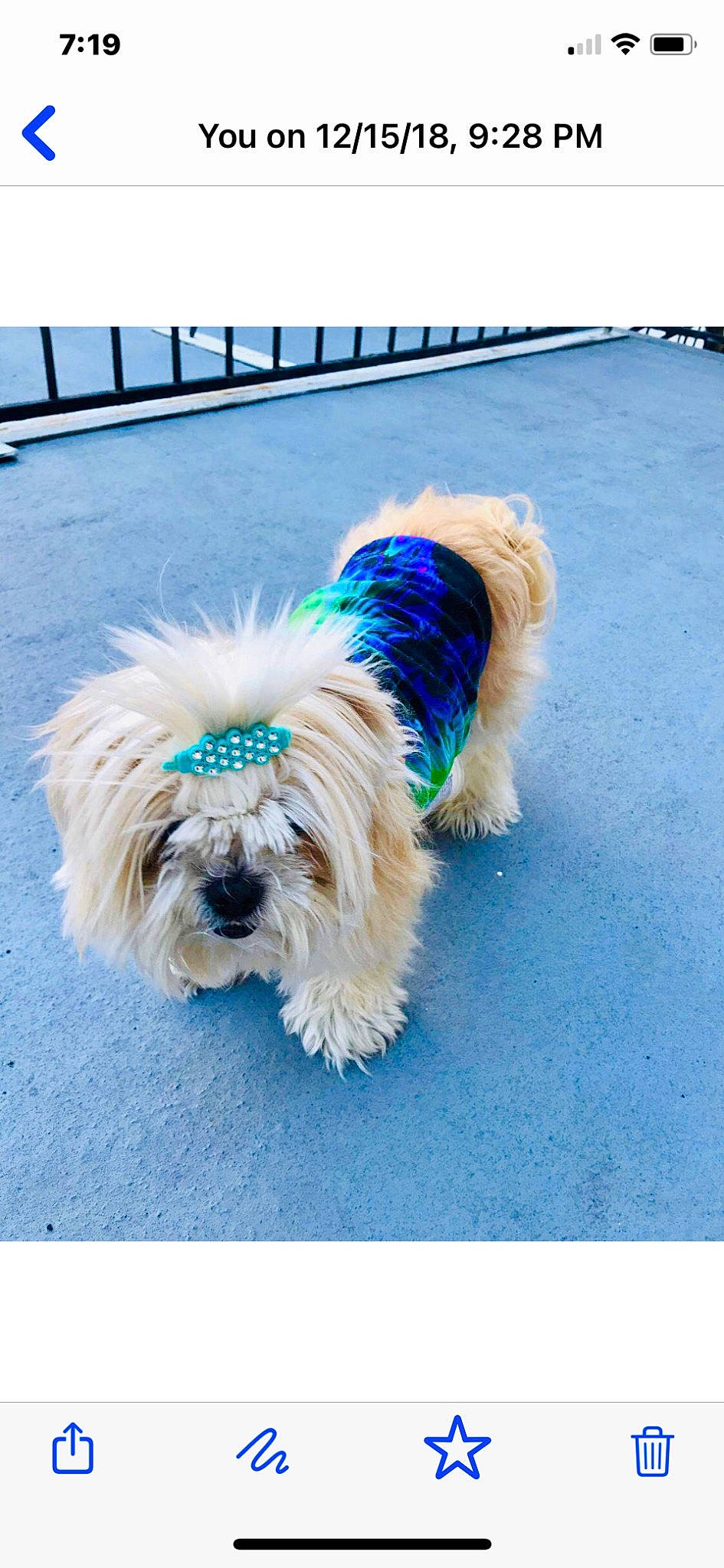 Holly is registered to the contest to win money with this photo: canidae, carnivore, collar, companion_dog, dog, dog_breed, dog_collar, dog_supply, electric_blue, fur, liver, non_sporting_group, rectangle, small_terrier, snout, sporting_group, terrier, toy_dog, water_dog, working_animal