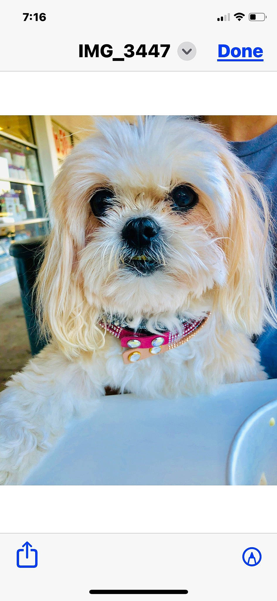 Holly is registered to the contest to win money with this photo: canidae, carnivore, collar, companion_dog, dog, dog_breed, dog_collar, dog_supply, electric_blue, eyewear, fashion_accessory, fur, happy, maltepoo, shih_tzu, snout, sporting_group, sunglasses, toy_dog, working_animal