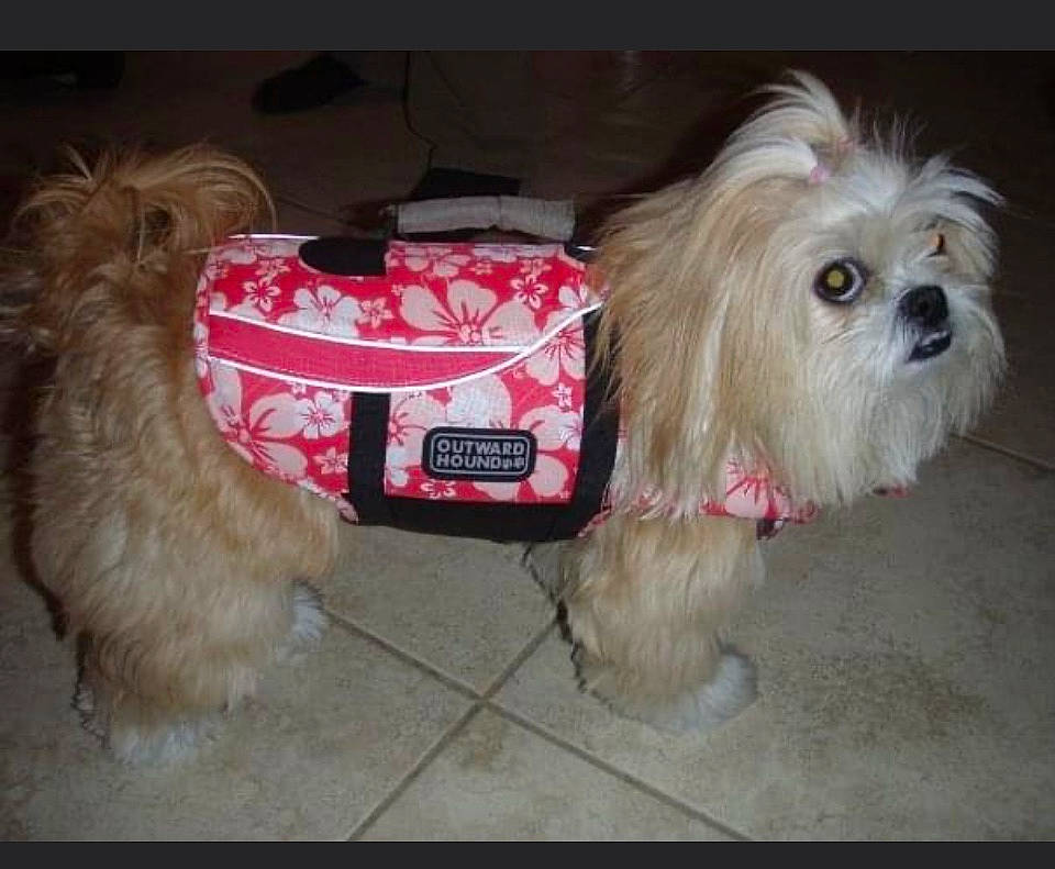 Holly joined the competition — help win amazing prizes! canidae, carnivore, collar, companion_dog, dog, dog_breed, dog_collar, dog_supply, fur, liver, mal_shi, maltepoo, pet_supply, shih_poo, shih_tzu, small_terrier, snout, sporting_group, terrier, toy_dog