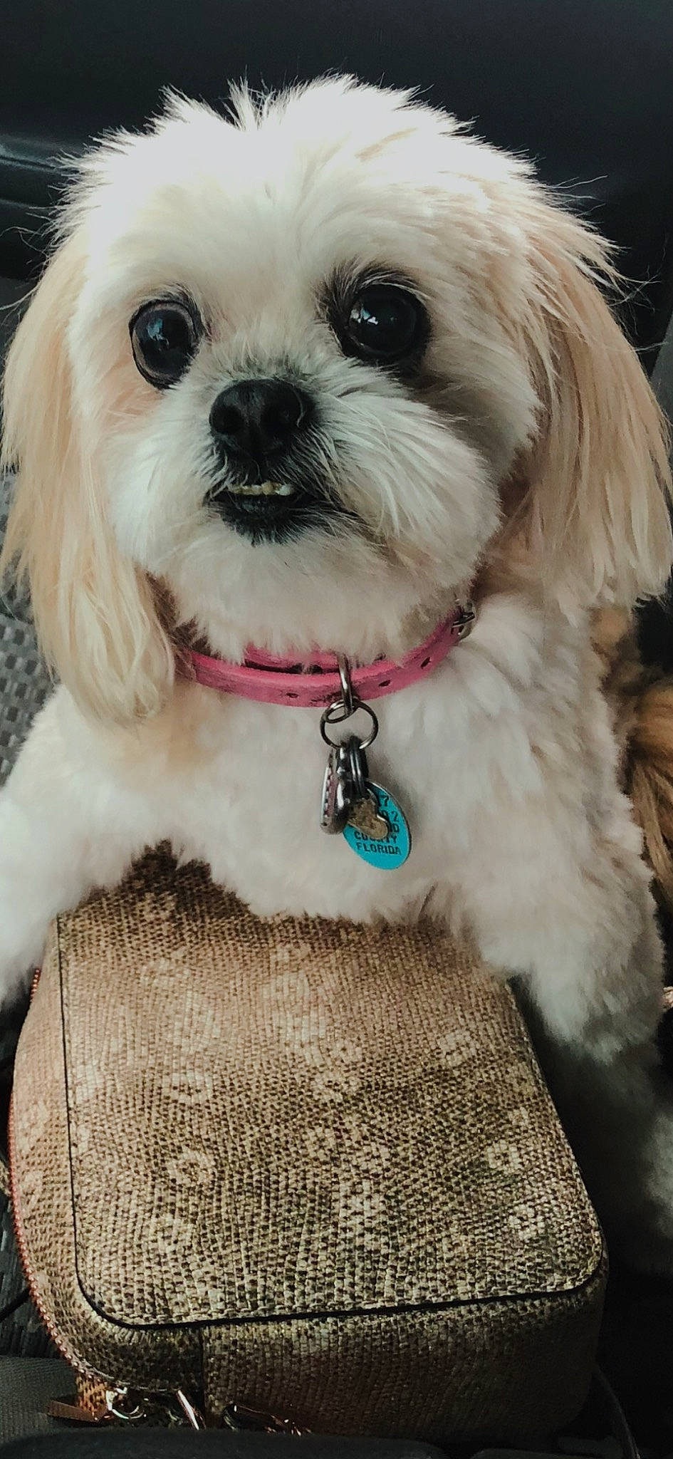 Holly is registered to the contest to win money with this photo: canidae, carnivore, collar, companion_dog, dog, dog_breed, dog_collar, dog_supply, eyewear, fashion_accessory, fur, mal_shi, maltepoo, non_sporting_group, puppy, shih_tzu, snout, sporting_group, toy_dog, working_animal