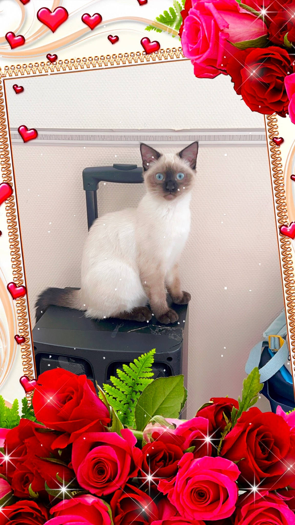 Flocons participe au concours pour gagner de l'argent avec cette photo : carnivore, cat, fawn, felidae, flower, hybrid_tea_rose, petal, photograph, pink, plant, red, rose, rose_order, siamese, small_to_medium_sized_cats, snapshot, snout, whiskers, white, window