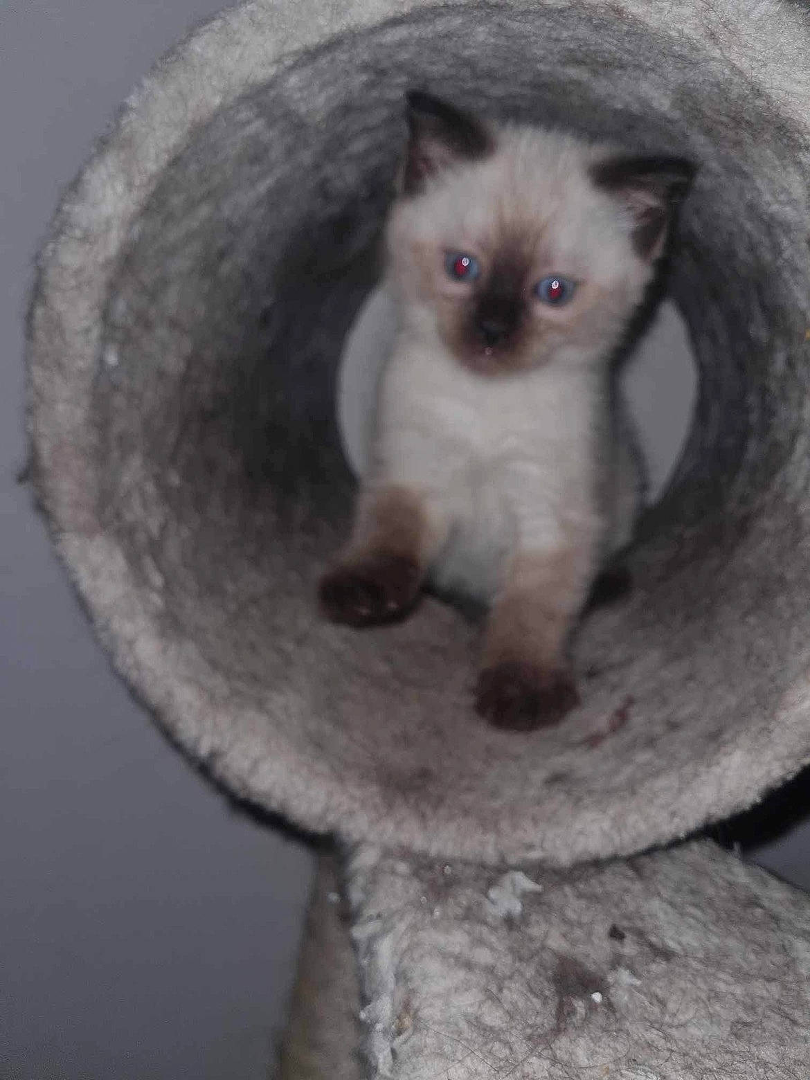 Flocons participe au concours pour gagner de l'argent avec cette photo : art, balinese, birman, carnivore, cat, cat_supply, domestic_short_haired_cat, felidae, fur, siamese, small_to_medium_sized_cats, snout, tail, thai, tonkinese, whiskers