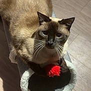 Flocons participe au concours pour gagner de l'argent avec cette photo : cat, siamese_cat, pet, animal, feline, toy, red_ball, claws, whiskers, ears, fur, indoor, floor, wooden_floor, playful, curious, looking_up, cozy, tunnel_toy, shadow