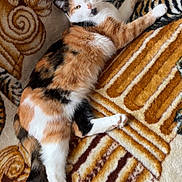 Clochette a rejoint le concours — aidez-le/la à gagner de superbes lots ! cat, calico, feline, pet, animal, lying_down, carpet, patterned, indoor, soft, fur, whiskers, relaxed, resting, cute, domestic, paws, tail, orange, white