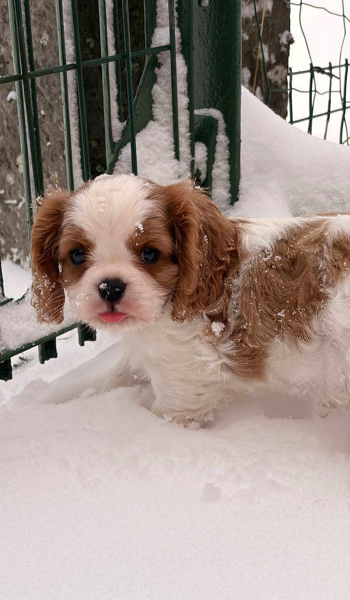 Léo participe au concours pour gagner de l'argent avec cette photo : puppy, dog, snow, winter, outdoor, fence, cute, pet, animal, fur, small_dog, white, brown, cold, playful, nature, tongue_out, snowflakes, young, adorable