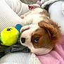 Léo a rejoint le concours — aidez-le/la à gagner de superbes lots ! puppy, dog, tennis_ball, blanket, cozy, soft_texture, brown_and_white, pet, cute, indoor, resting, close_up, fur, toy, relaxed, laying_down, home, comfort, animal, snuggled