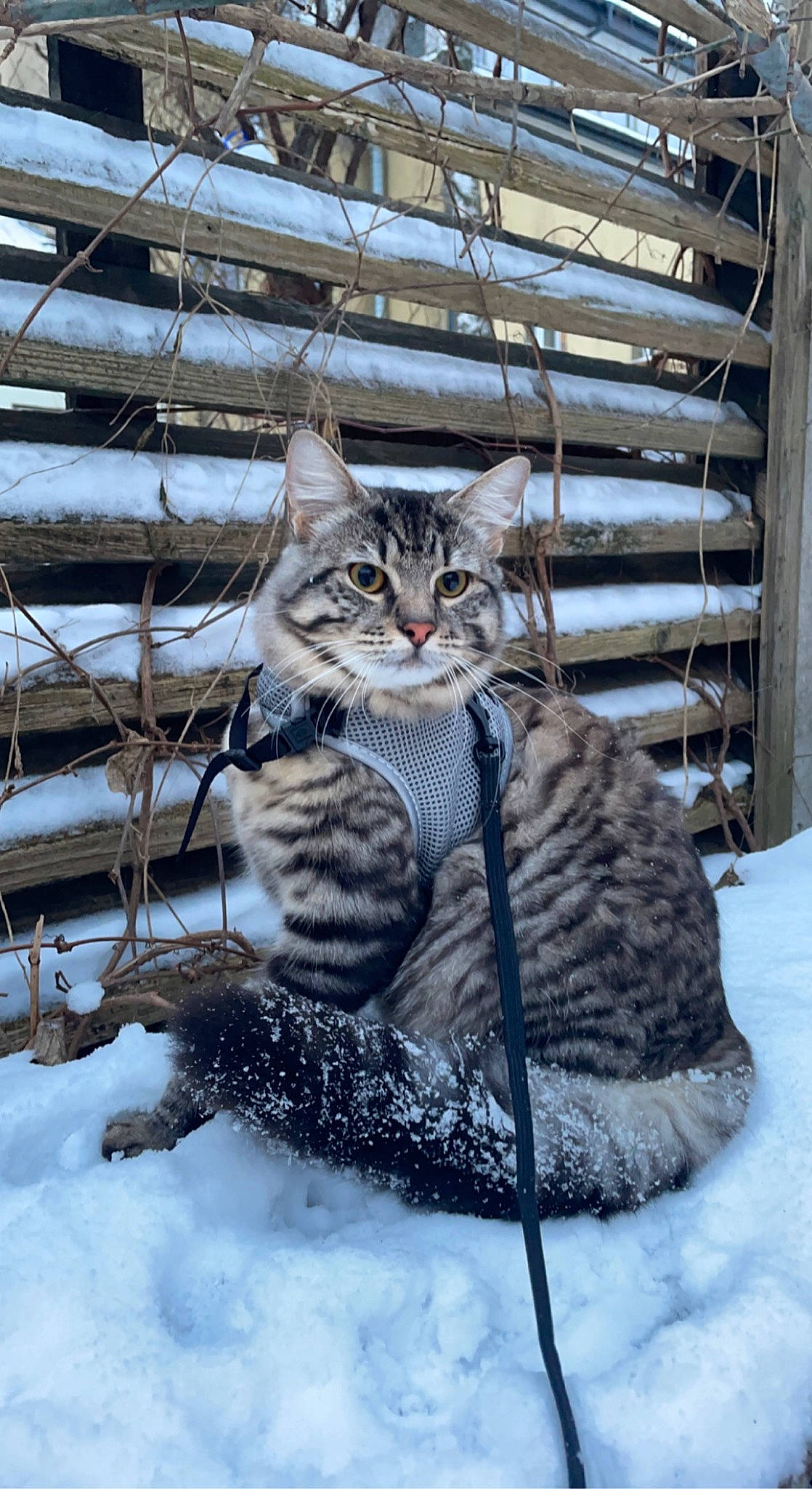 Miku a rejoint le concours — aidez-le/la à gagner de superbes lots ! carnivore, cat, claw, domestic_short_haired_cat, felidae, freezing, fur, mammal, precipitation, small_to_medium_sized_cats, snout, snow, tail, terrestrial_animal, vertebrate, water, whiskers, wildlife, winter, wood