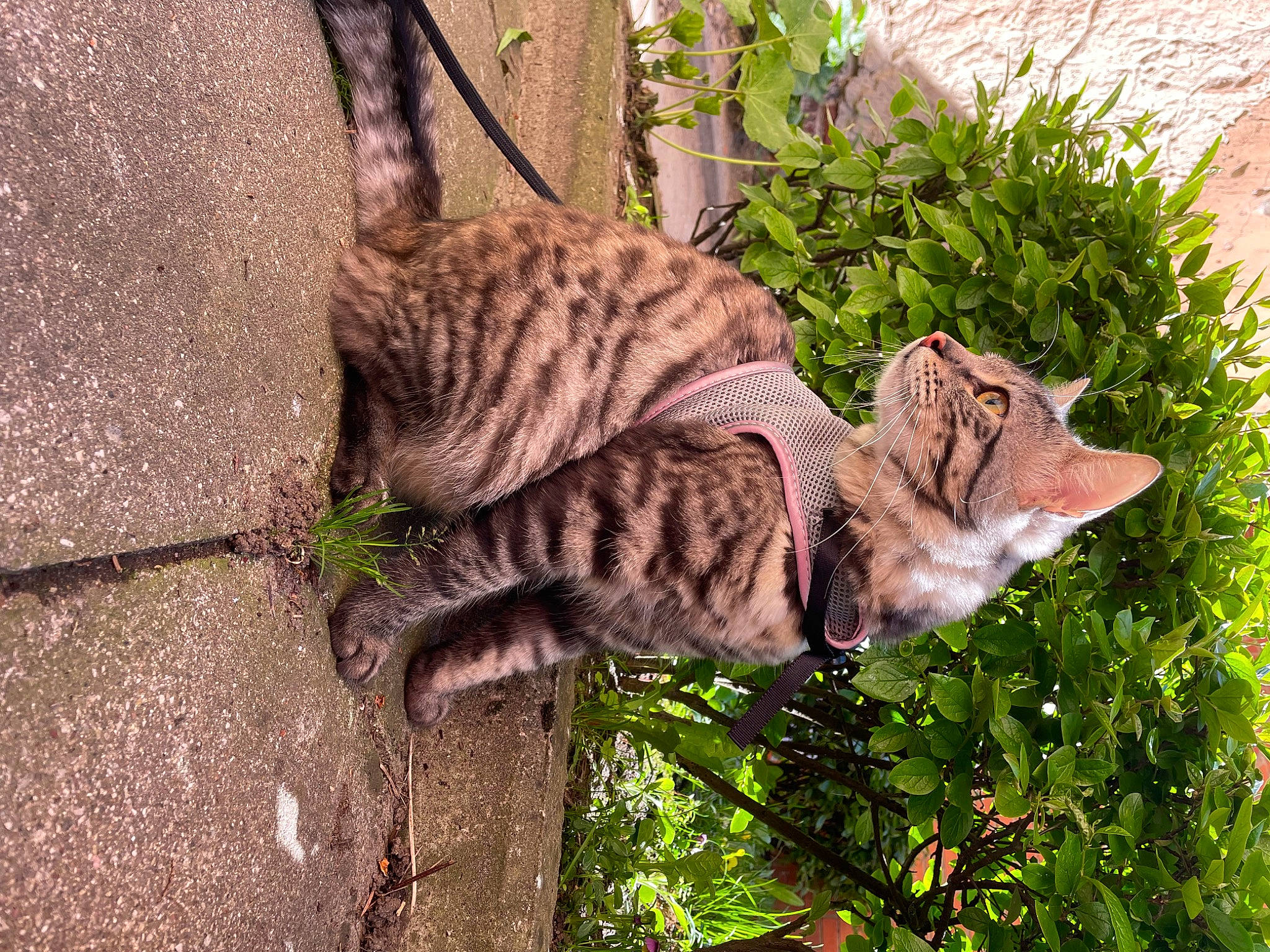 Miku participe au concours pour gagner de l'argent avec cette photo : branch, carnivore, cat, domestic_short_haired_cat, eye, fawn, felidae, fur, grass, groundcover, lynx, organism, plant, small_to_medium_sized_cats, snout, tail, terrestrial_animal, tree, whiskers, wood