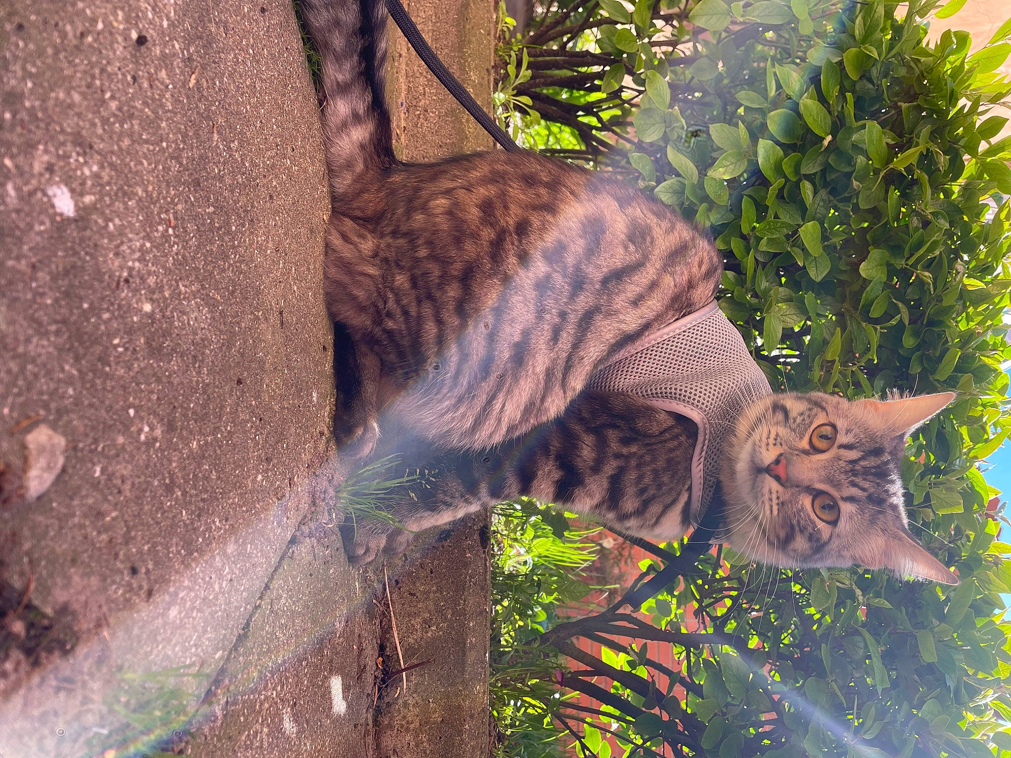 Miku a rejoint le concours — aidez-le/la à gagner de superbes lots ! carnivore, cat, domestic_short_haired_cat, fawn, felidae, fur, grass, groundcover, leaf, lynx, organism, plant, small_to_medium_sized_cats, snout, tail, terrestrial_animal, tree, trunk, twig, whiskers