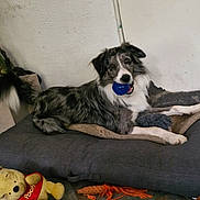 Vegas participe au concours pour gagner de l'argent avec cette photo : dog, blue_ball, bed, indoor, plush_toy, winnie_the_pooh, carpet, toy, playing, resting, furry, pet, cute, canine, animal, relaxing, home, floor, cushion, chewing