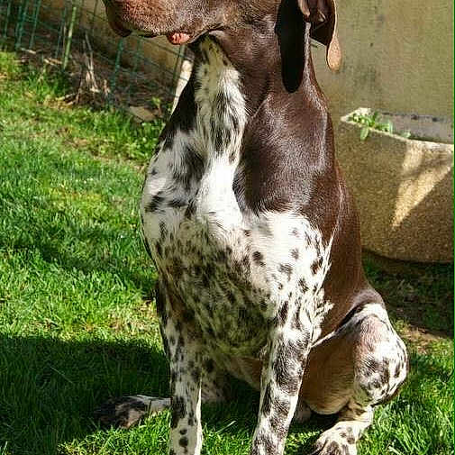 Idem Du Nid Aux Nobles