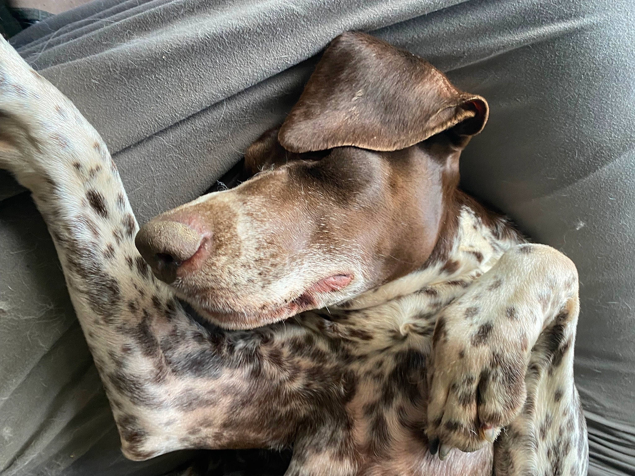 Odace participe au concours pour gagner de l'argent avec cette photo : carnivore, collar, comfort, companion_dog, dog, dog_breed, dog_collar, dog_supply, fawn, foot, gun_dog, liver, mammal, non_sporting_group, pet_supply, snout, sporting_group, terrestrial_animal, whiskers, working_animal