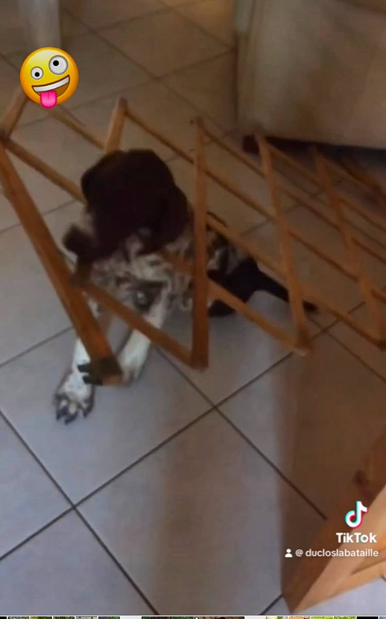 Odace participe au concours pour gagner de l'argent avec cette photo : canidae, carnivore, companion_dog, dog, dog_breed, fawn, floor, flooring, font, hardwood, human_leg, knee, play, plywood, sports, thigh, toy, wood, wood_flooring, wood_stain