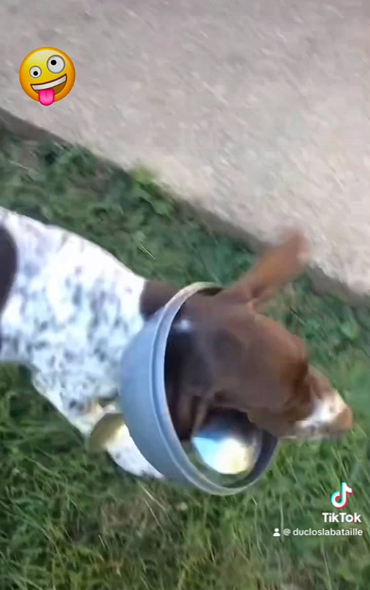 Odace participe au concours pour gagner de l'argent avec cette photo : asphalt, auto_part, automotive_exterior, automotive_tire, carnivore, companion_dog, dog, dog_breed, dog_supply, german_shorthaired_pointer, grass, liver, logo, plant, sign, soil, sporting_group, tail, working_animal