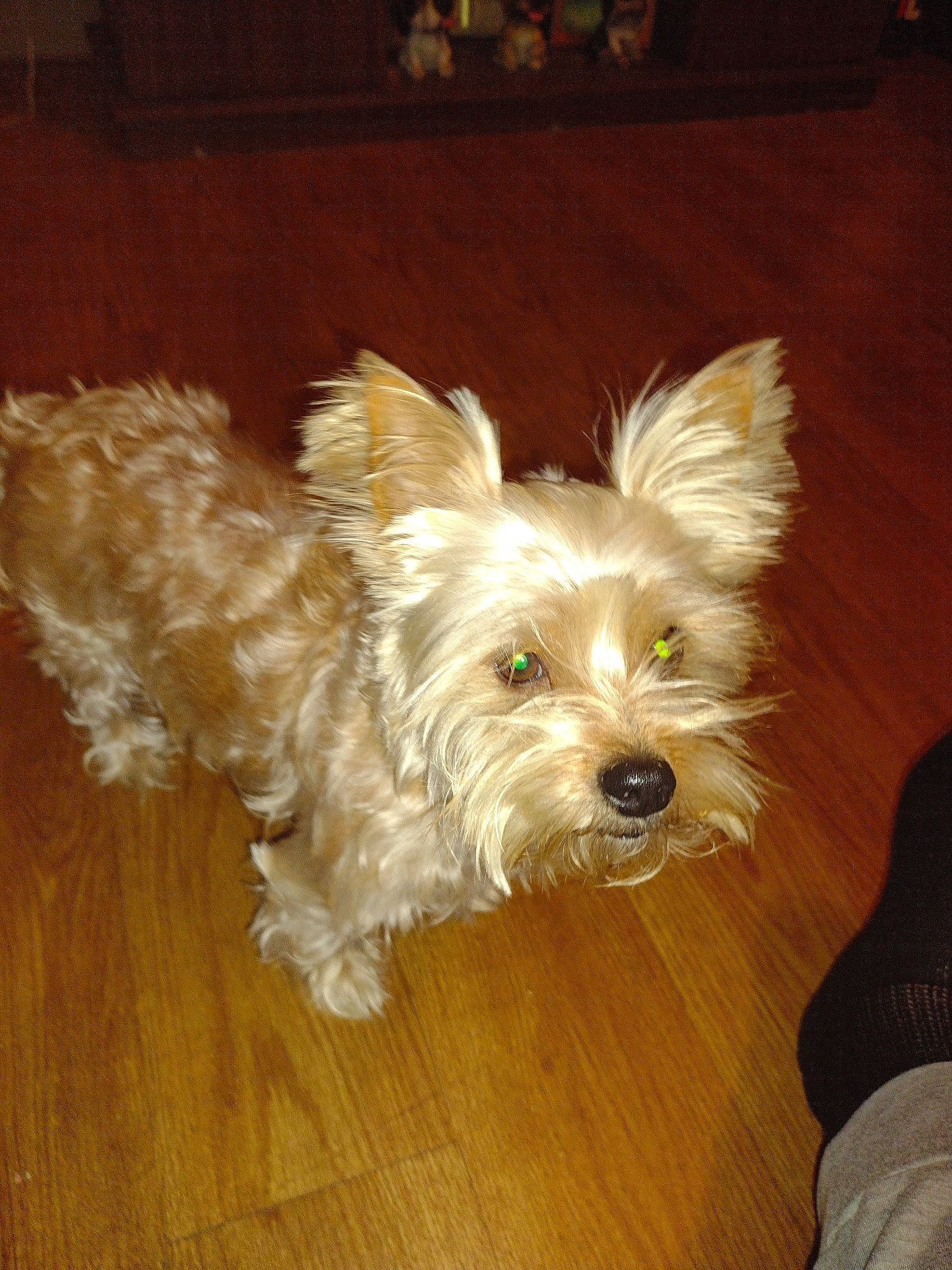 Gracie is registered to the contest to win money with this photo: biewer_terrier, carnivore, companion_dog, dog, dog_breed, dog_supply, flooring, fur, hardwood, liver, small_terrier, terrier, toy_dog, varnish, water_dog, wood, wood_flooring, wood_stain, working_animal, yorkipoo