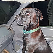 Cash joined the competition — help win amazing prizes! animal, attentive, black_dog, car_interior, collar, companion, dashboard, dog, domestic_animal, flash_reflection, indoor, mammal, pet, seat, seat_cover, side_view, sitting, transportation, vehicle, window