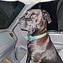 animal, attentive, black_dog, car_interior, collar, companion, dashboard, dog, domestic_animal, flash_reflection, indoor, mammal, pet, seat, seat_cover, side_view, sitting, transportation, vehicle, window