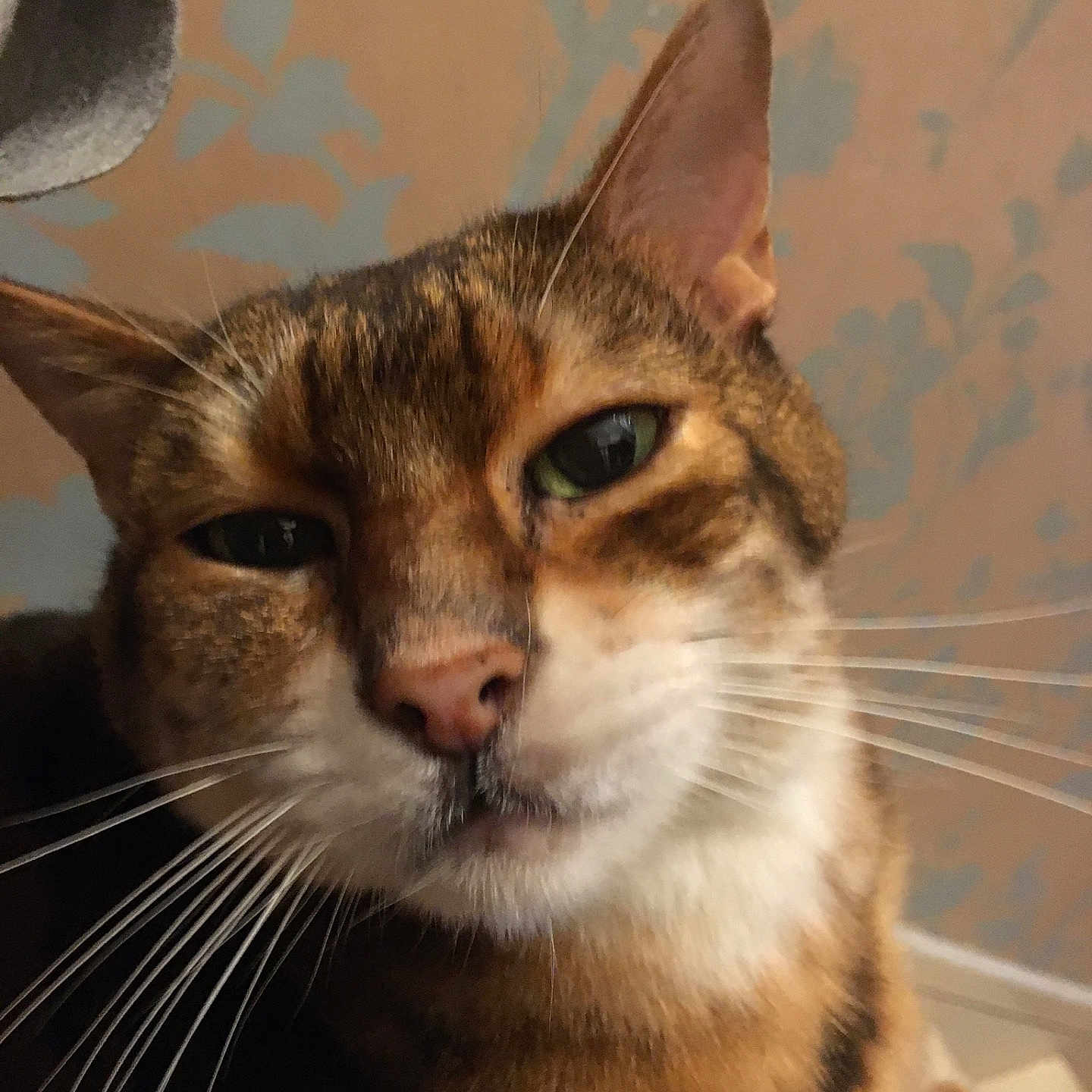 Cosmo is registered to the contest to win money with this photo: animal, brown, cat, close_up, cute, domestic_animal, ears, face, feline, fur, green_eyes, indoor, mammal, nose, pet, portrait, relaxed, tabby, whiskers, white