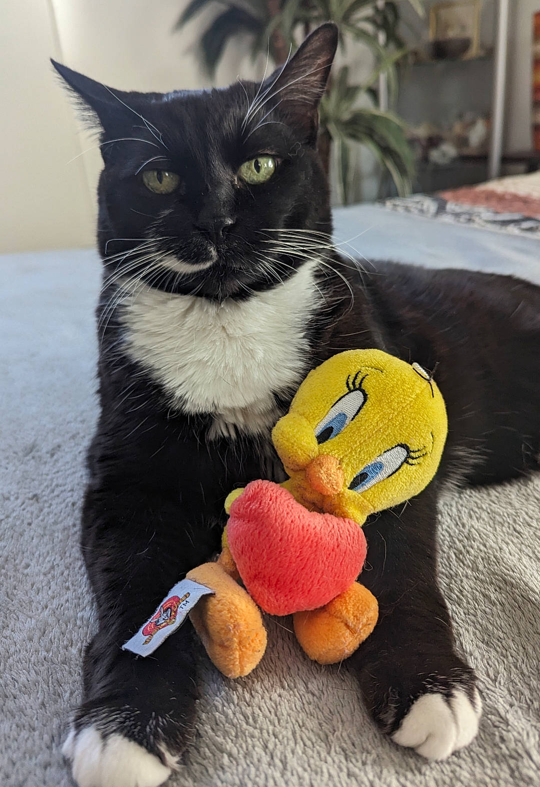 Giny a rejoint le concours — aidez-le/la à gagner de superbes lots ! carnivore, cat, cat_supply, claw, comfort, domestic_short_haired_cat, felidae, foot, fur, mammal, paw, pet_supply, plush, small_to_medium_sized_cats, snout, stuffed_toy, tail, textile, toy, whiskers