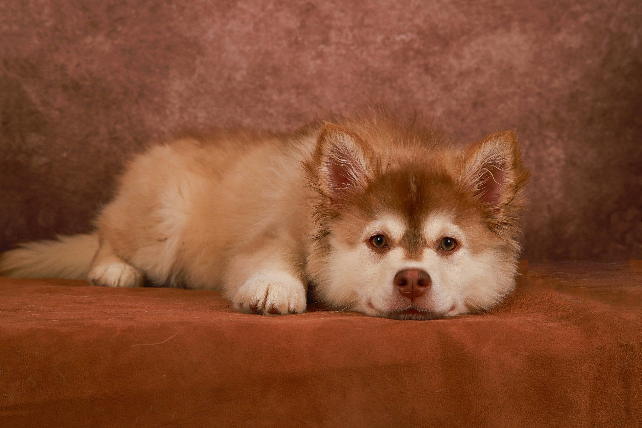 Charlie participe au concours pour gagner de l'argent avec cette photo : ancient_dog_breeds, canidae, canis, carnivore, companion_dog, dog, dog_breed, fawn, fur, non_sporting_group, puppy, snout, spitz, sporting_group, terrestrial_animal, toy_dog, volpino_italiano, whiskers, wildlife, working_dog